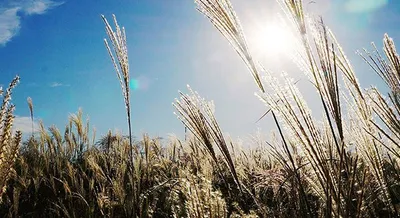 Britannia Plaza Professional Services